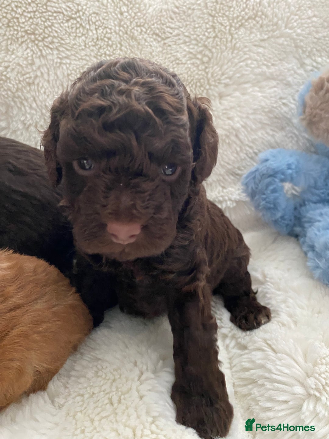 Cockapoo dogs for sale: Adorable cockapoo puppy’s  - Image 4