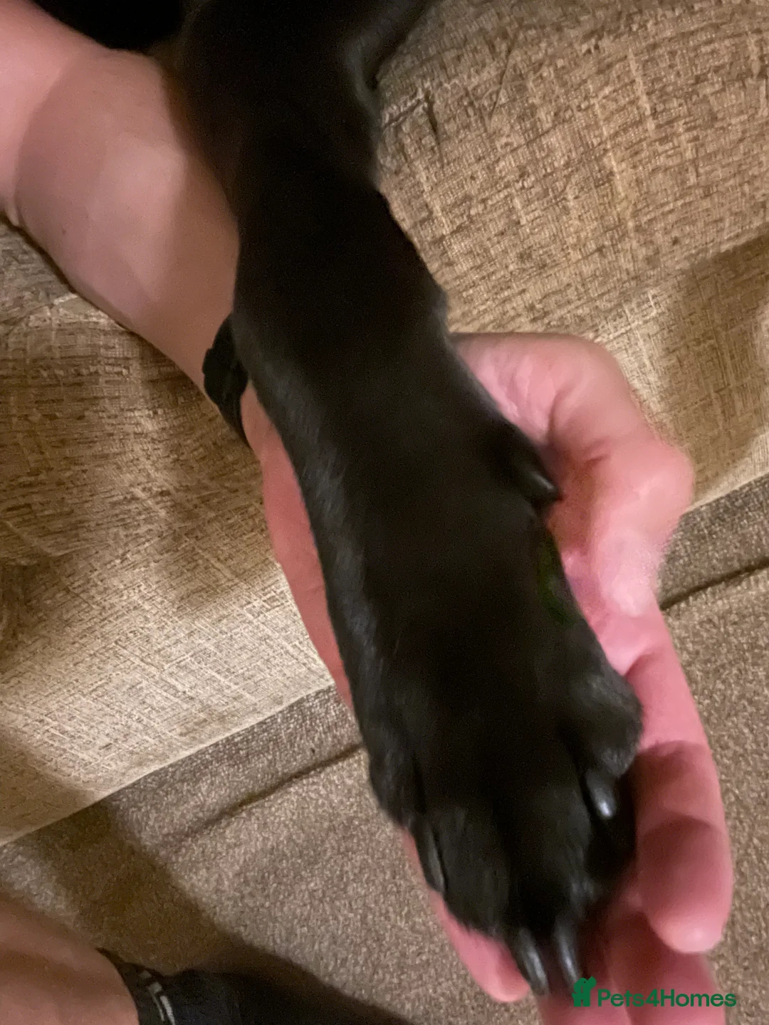 Mixed Breed dogs for sale: Beautiful Louie for Rehoming  in Diss - Advert 2