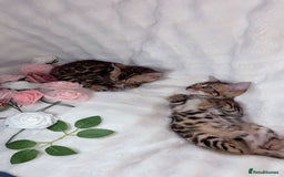 Bengal cats for sale: 2 Female Pure Bengals Ready For A New Home 🏡 - Advert 4