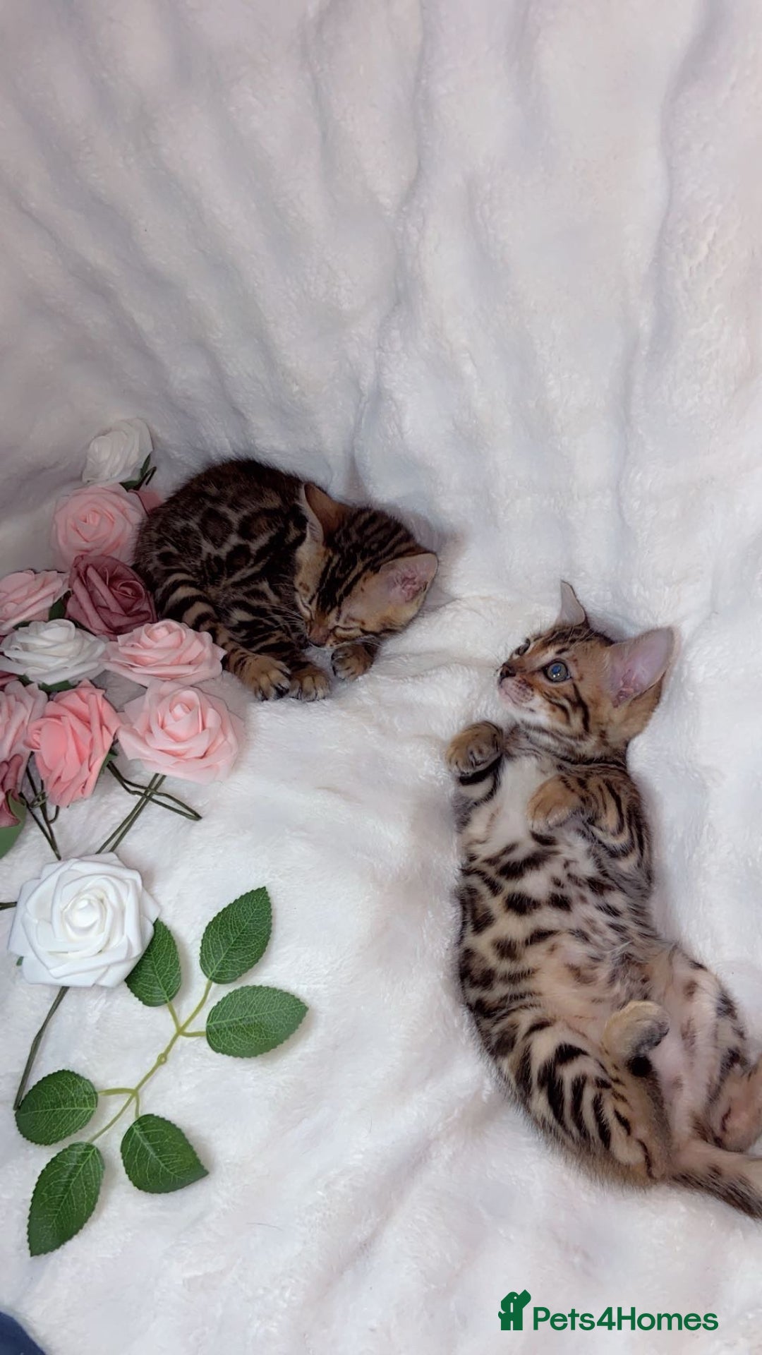 Bengal cats for sale: 2 Female Pure Bengals Ready For A New Home 🏡 - Advert 4