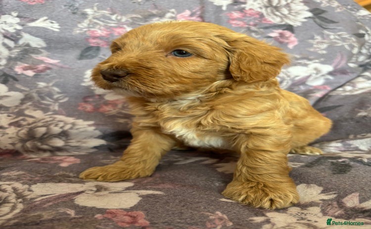Australian Labradoodle dogs - Advert 6