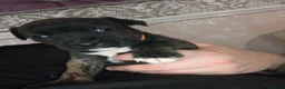 Mixed Breed dogs for sale: Staffordshire bull terrier cross in Immingham - Advert 2