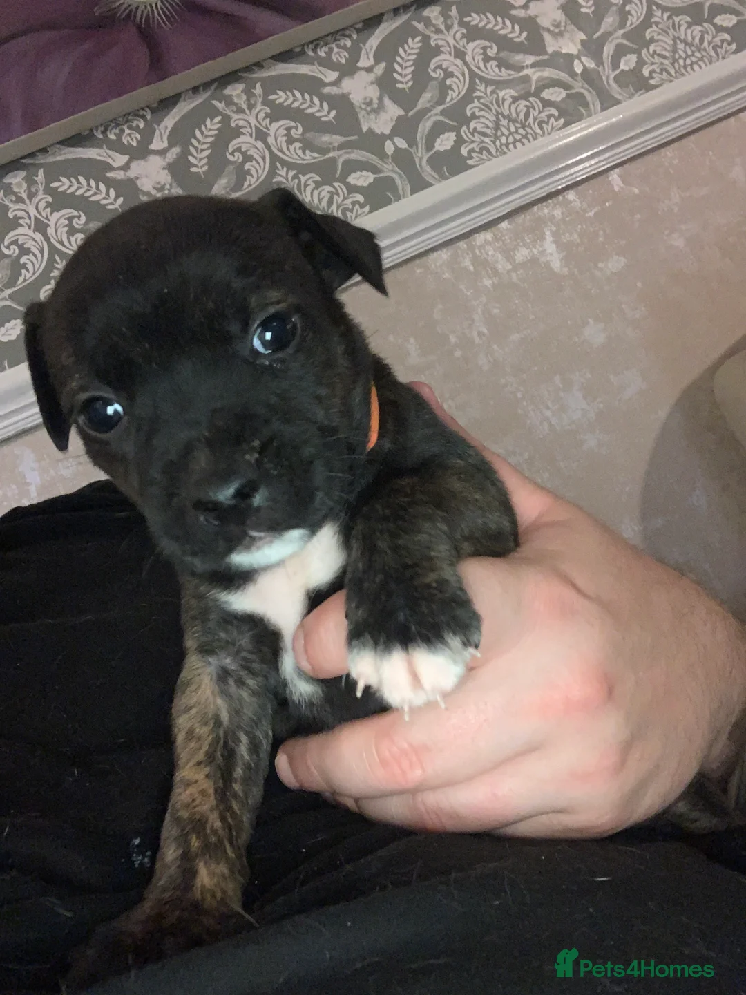 Mixed Breed dogs for sale: Staffordshire bull terrier cross in Immingham - Advert 2