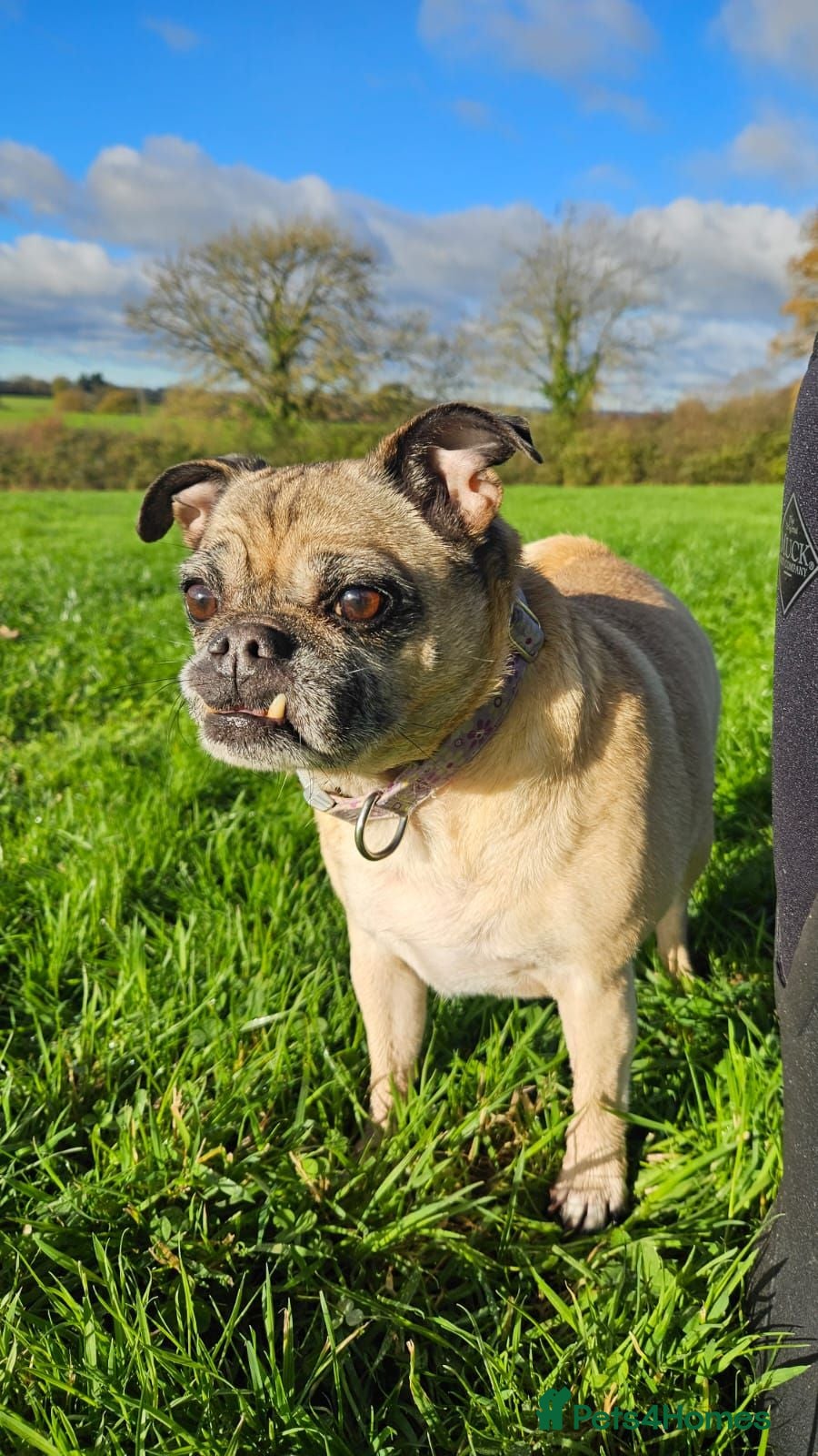 Jug dogs GIJIT - 11 years old. Loves cuddles 🩷 - Advert 1