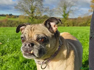 Jug dogs GIJIT - 11 years old. Loves cuddles 🩷 - Advert 3