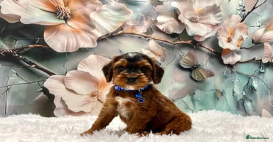 Cockapoo dogs - Advert 7