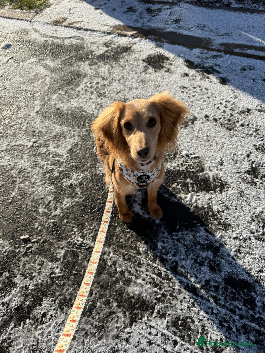 Mixed Breed dogs for sale: 8 month old cockapoo - Advert 5
