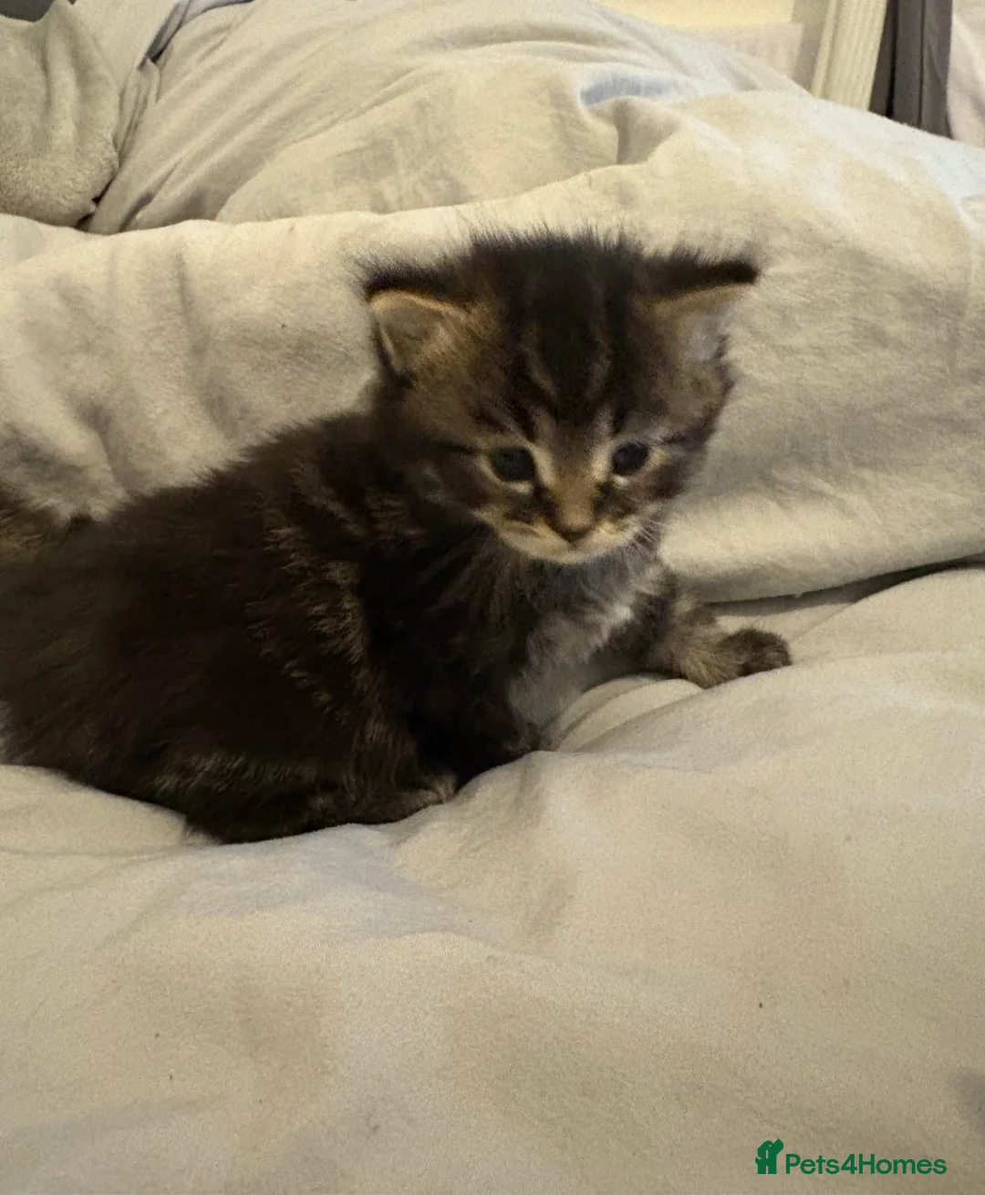 Scottish Fold cats for sale: 🐱💗💝 Ready to go on the 14th of February 💝 💗🐱 - Advert 13