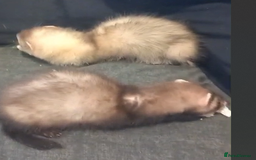 Ferret rodents for sale: 2 female ferrets - Image 4
