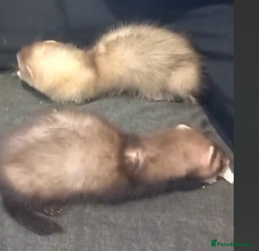 Ferret rodents for sale: 2 female ferrets - Image 4
