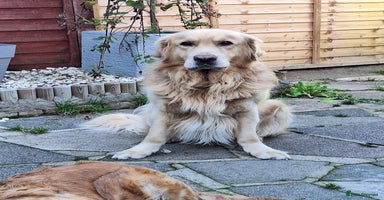 Golden Retriever dogs 7 beautiful Golden Retriever puppies  - Advert 1