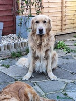 Golden Retriever dogs 7 beautiful Golden Retriever puppies - Advert 1