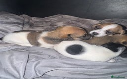 Jack Russell dogs for sale: Jack Russell puppies  - Image 5