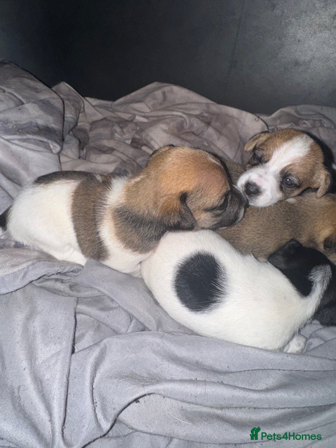 Jack Russell dogs for sale: Jack Russell puppies  - Image 5