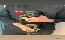 German Shepherd dogs for sale: Beautiful black and gold German shepherd puppies  - Image 7