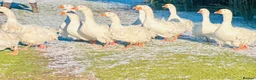 Geese poultry for sale: SEBASTOPOL GOSLINGS - READY NOW - Advert 9