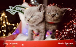 British Shorthair cats for sale: BSH Males and Females available  - Image 5