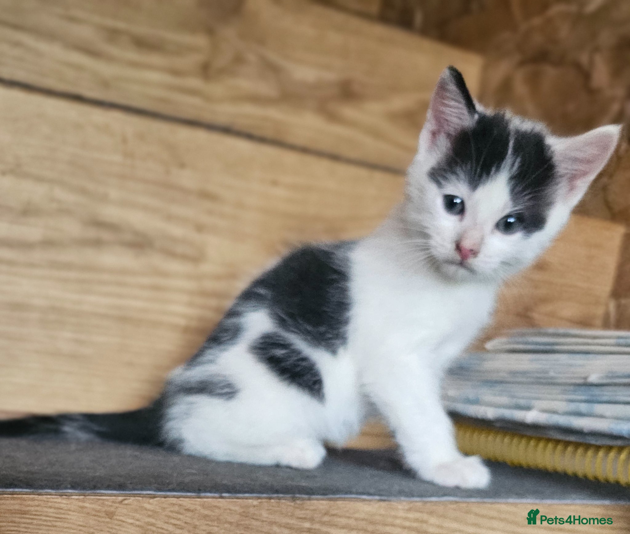 Mixed Breed cats Kittens for Sale 🐾 - Advert 2