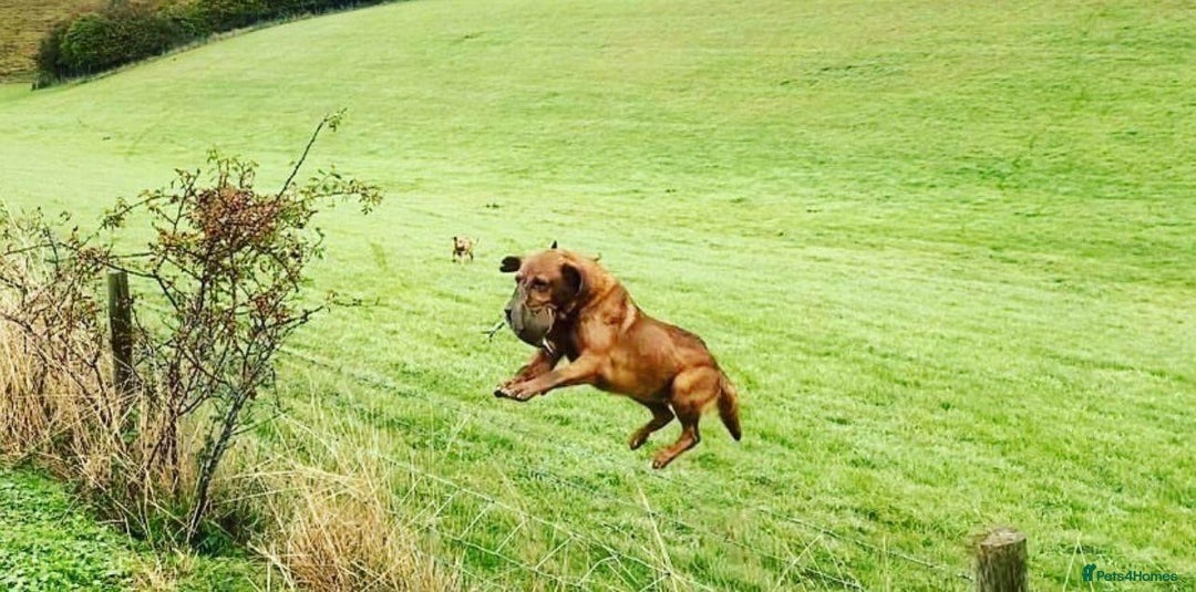 Labrador Retriever dogs for sale: KC reg Yellow Labrador pups  - Advert 4