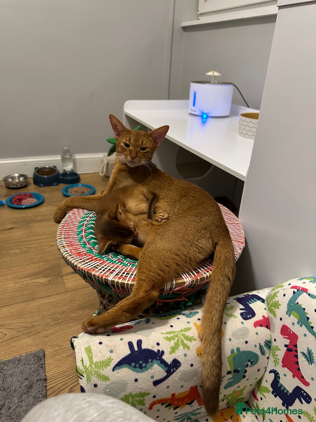 Abyssinian cats for sale: Pedigree Abyssinian kittens  - Advert 13