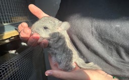 Chinchilla rodents for sale: Chinchilla Kits - Male & Female - Image 5