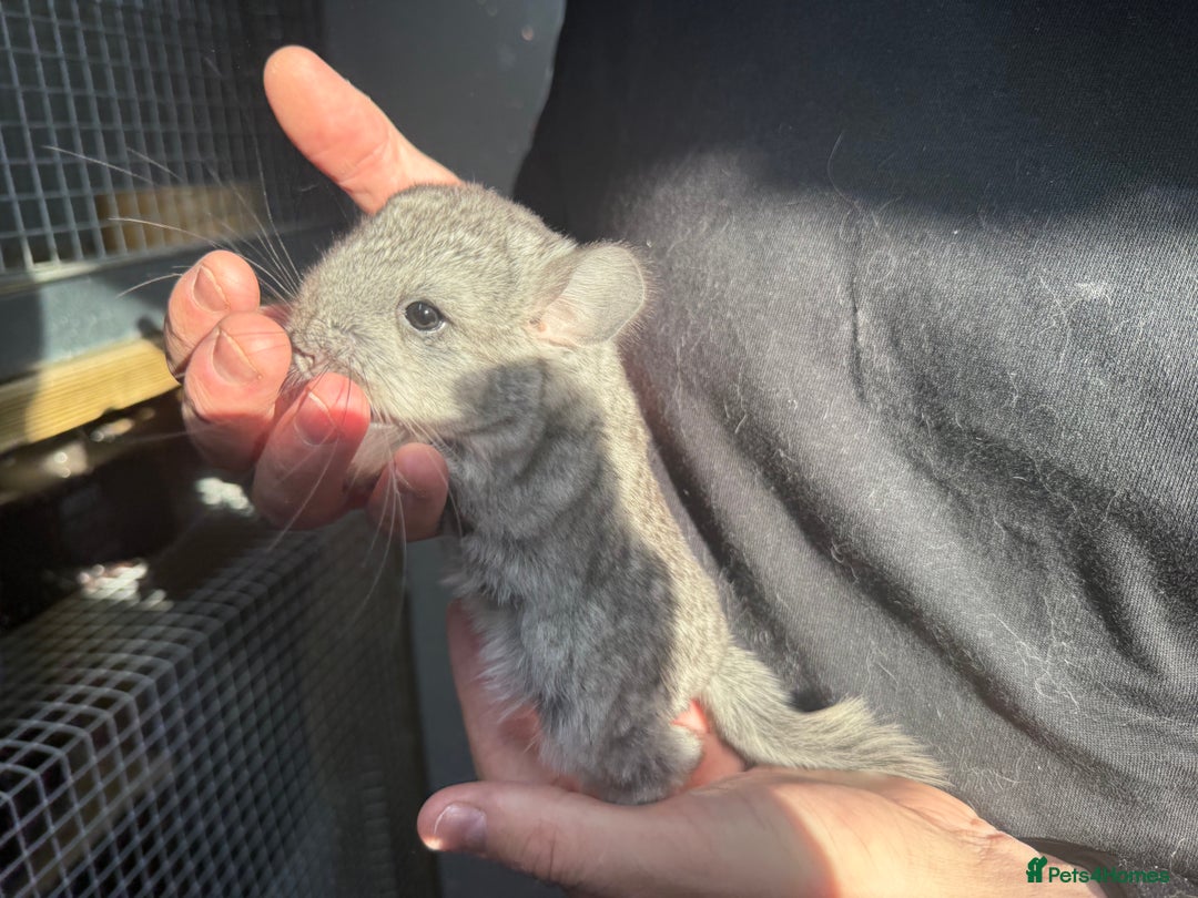 Chinchilla rodents for sale: Chinchilla Kits - Male & Female - Image 5