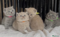 British Shorthair cats for sale: Absolutely beautiful BSH kittens  - Image 27