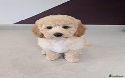 Miniature Poodle dogs for sale: 4 Beautiful Miniature Poodle puppies  in Skelmersdale - Image 1