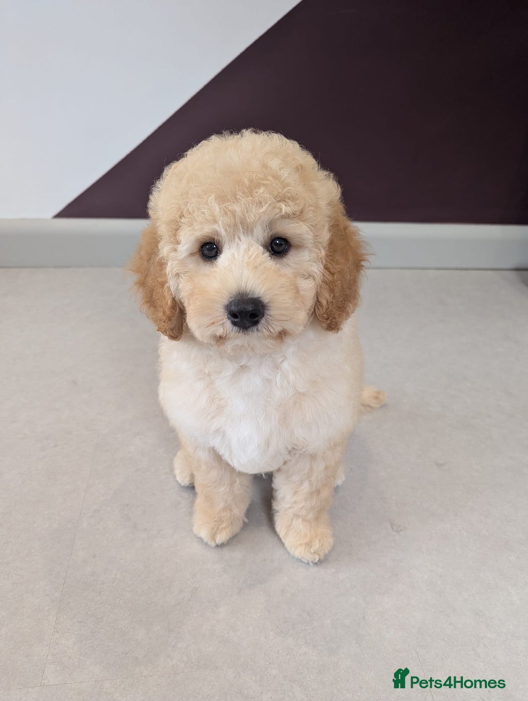 Miniature Poodle dogs for sale: 4 Beautiful Miniature Poodle puppies  in Skelmersdale - Image 1