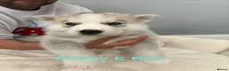 Siberian Husky dogs for sale: Siberian Husky Puppies in Liversedge - Advert 22