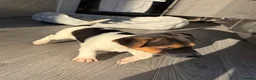 Jack Russell dogs for sale: Ready now Jack Russell puppies for sale!! in Gloucester - Advert 3