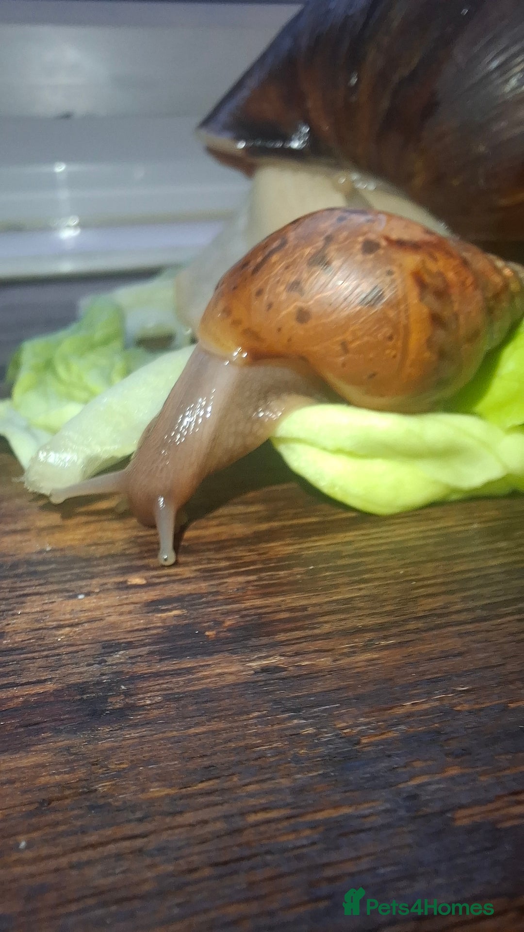 Snails invertebrates for sale: Giant african land snails Lissachantina Fulica - Image 5