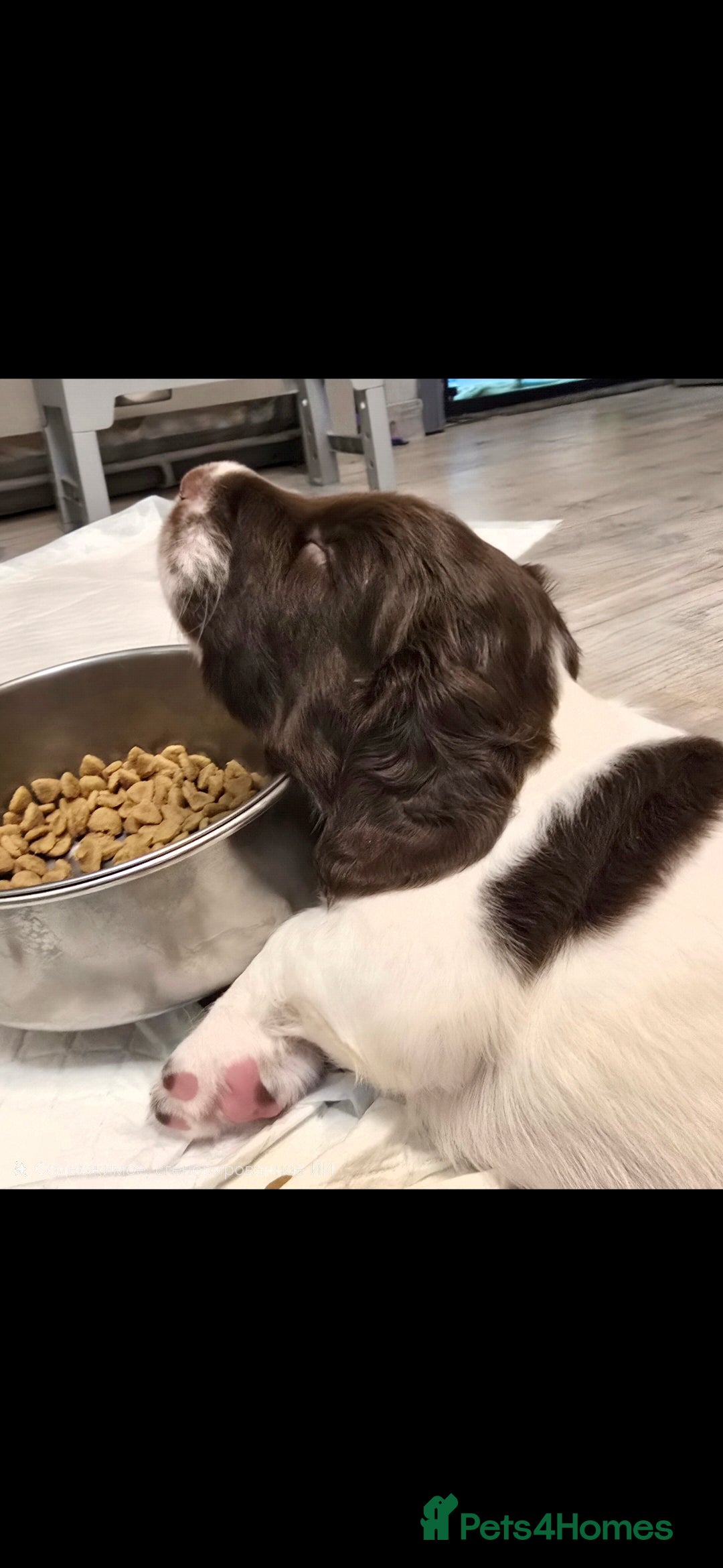 English Springer Spaniel dogs Health Tested KS English Springer Spaniel puppies  - Advert 18