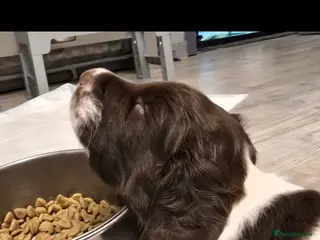 English Springer Spaniel dogs Health Tested KS English Springer Spaniel puppies - Advert 18