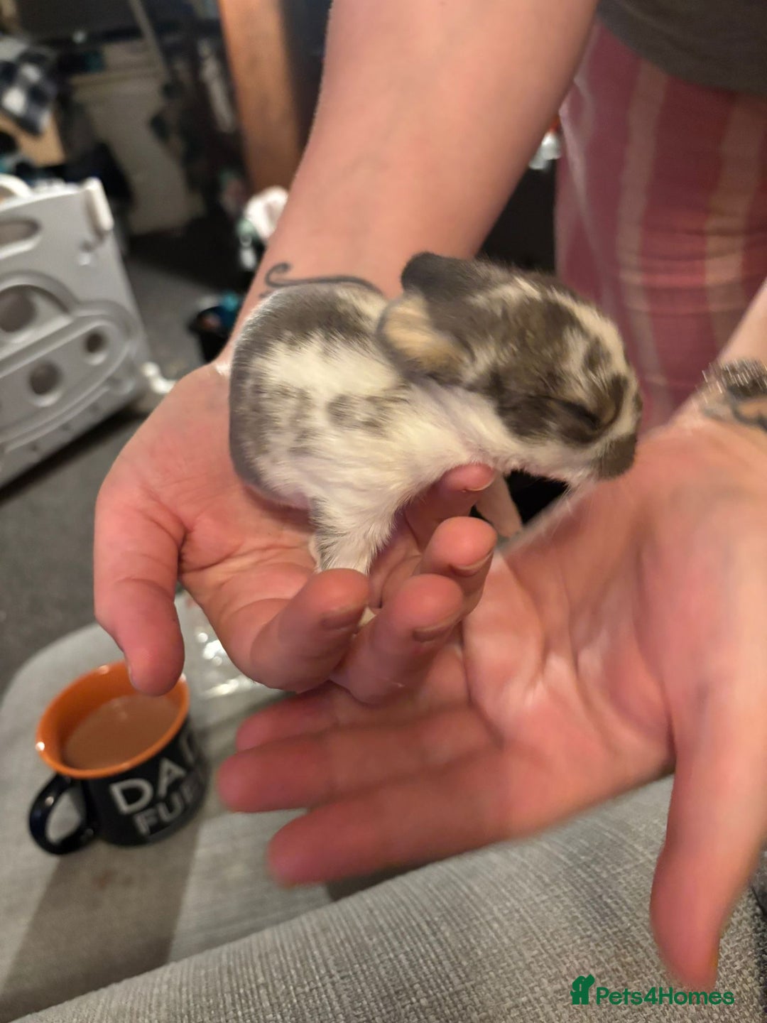 Mini Lop rabbits for sale: Gorgeous mini lop bunnies  - Advert 15