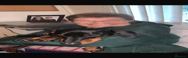 Dachshund 1