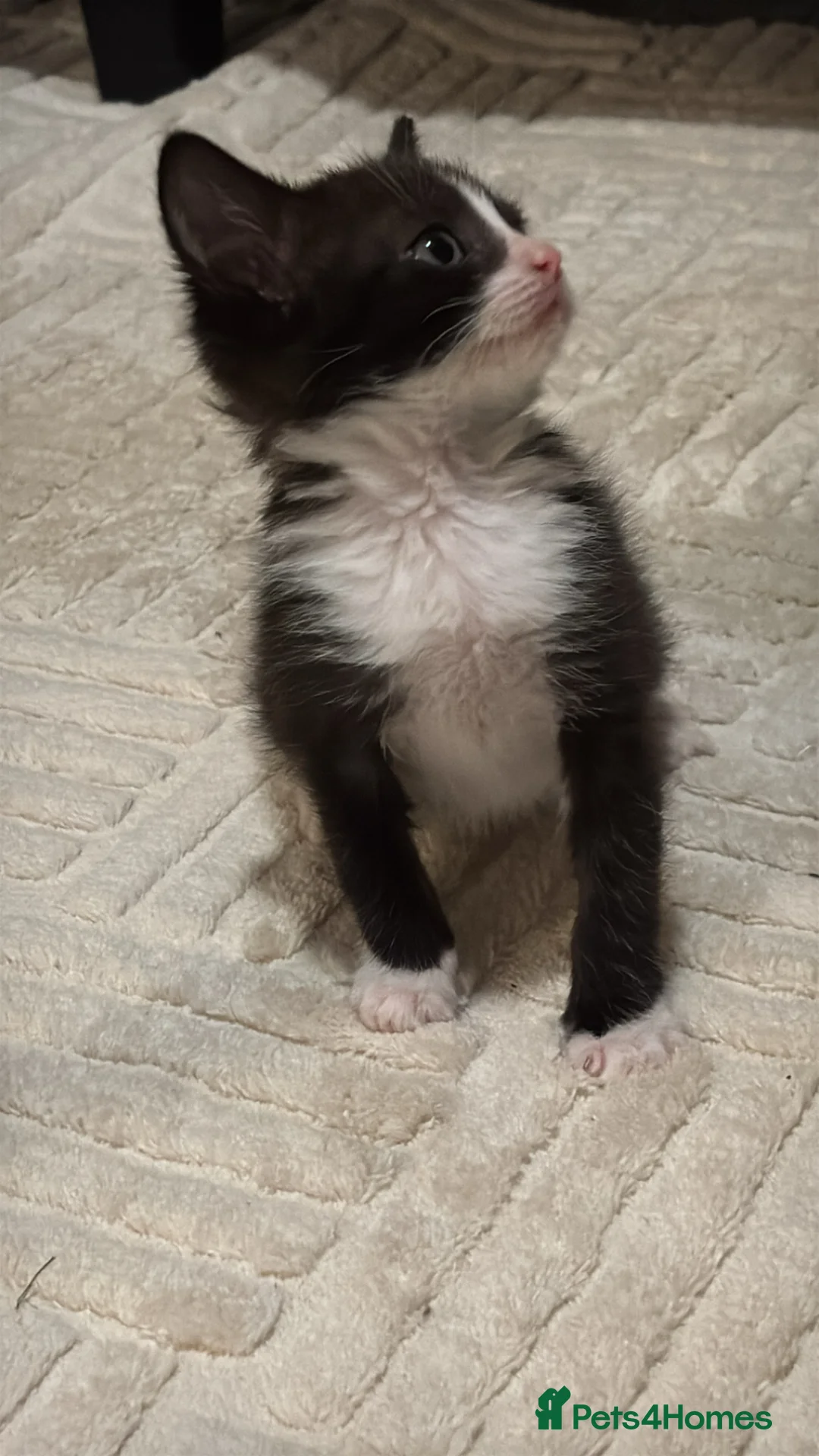 Ragdoll cats for sale: Beautiful kittens  in Lowestoft - Advert 2