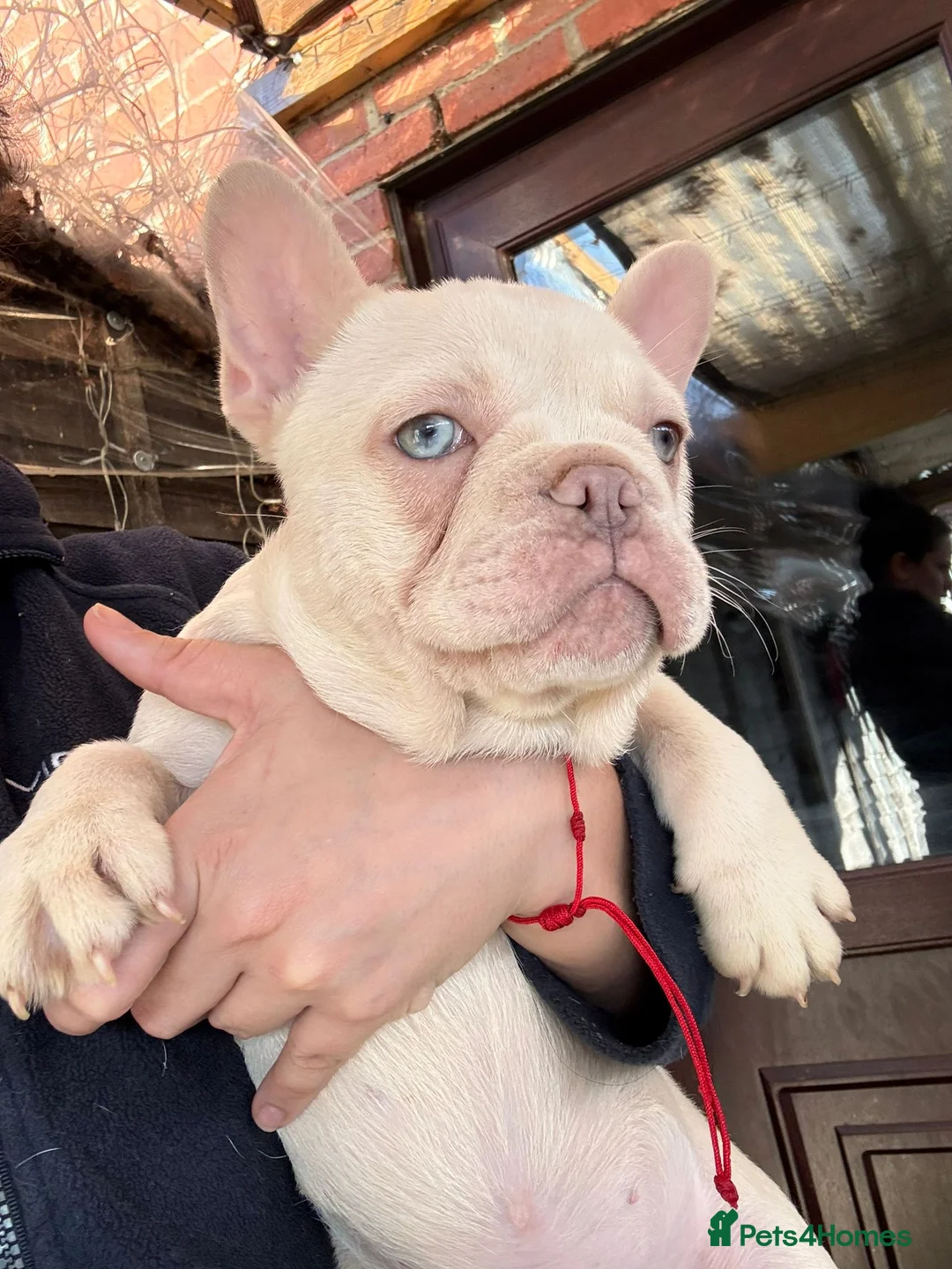 French Bulldog dogs for sale: Fringe bull - Advert 3
