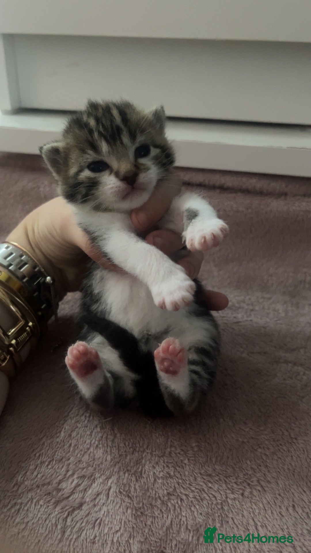 Mixed Breed cats STUNNING TABBY MIX KITTENS DUE IN AUGUST  - Advert 3