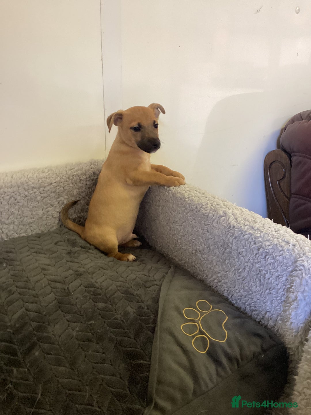 Jack Russell dogs for sale: Jack Russell puppies  - Image 4