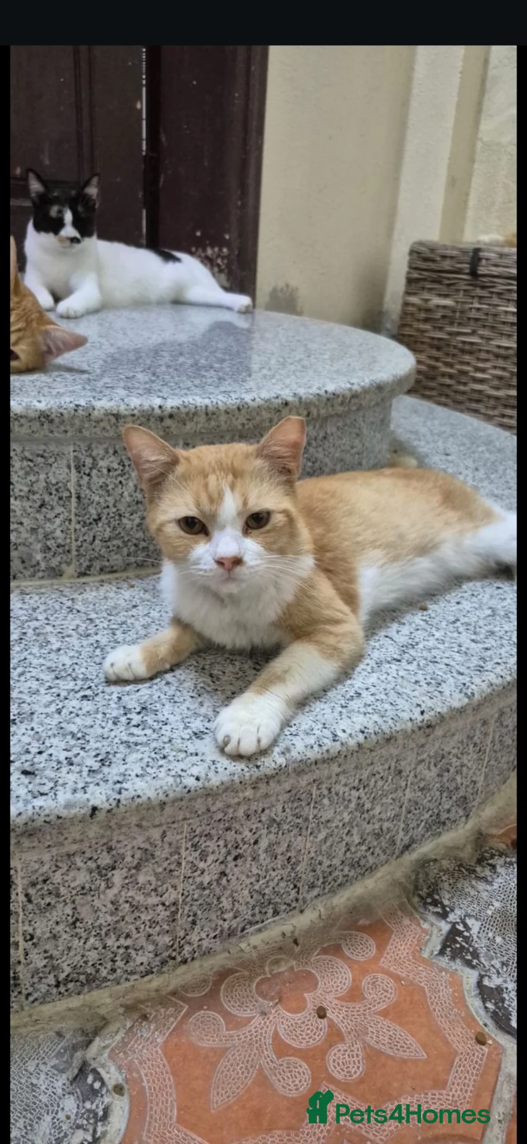 Arabian Mau cats for adoption: Mango - Advert 2