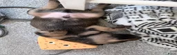 Schnoodle dogs for sale: Toy poodle x mini schnauzer - Advert 10