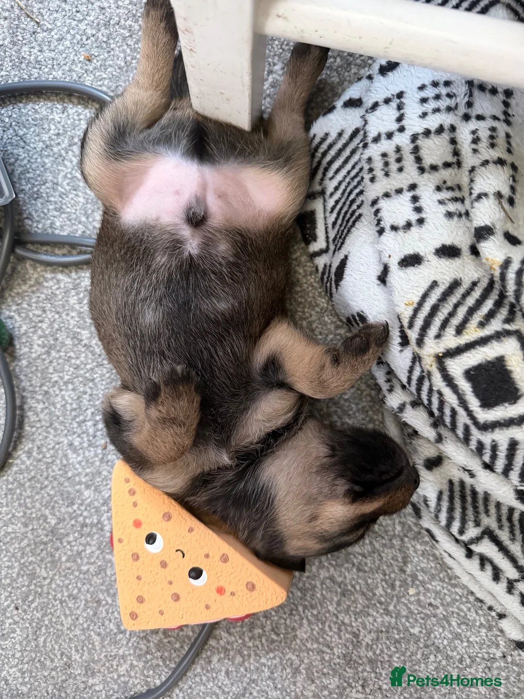 Schnoodle dogs for sale: Toy poodle x mini schnauzer - Advert 10