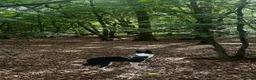 Border Collie dogs for sale:  A 2-Year Sweet & Smart Border Collie - Advert 15