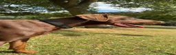Dobermann dogs for sale: DOBERMANN PUPPIES - Advert 2