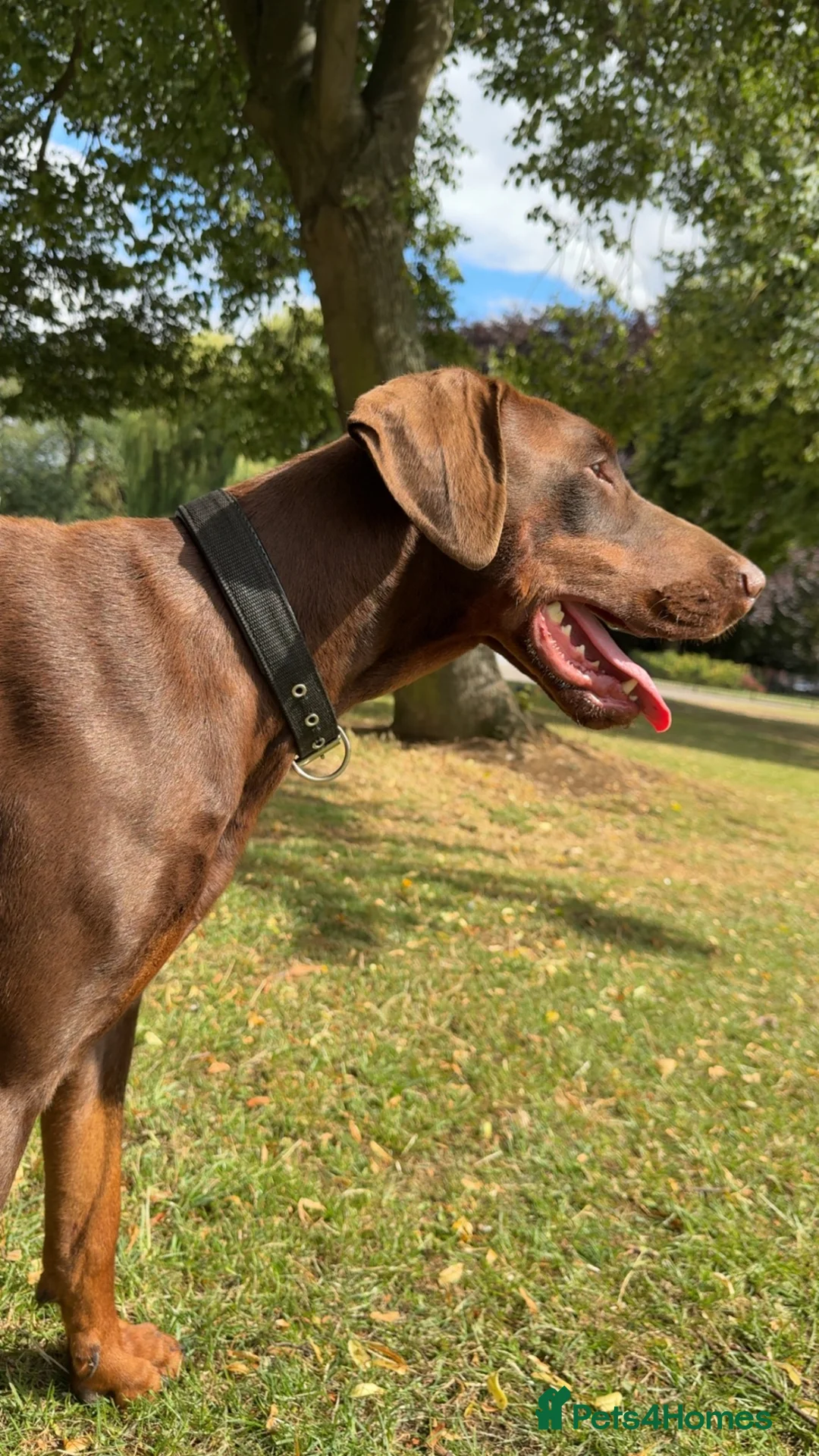 Dobermann dogs for sale: DOBERMANN PUPPIES - Advert 2