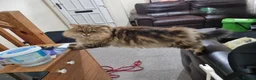Mixed Breed cats for sale: Persian and British Longhair haired mix  - Advert 7