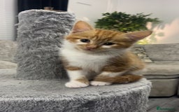 British Shorthair cats for sale: Beautiful kittens - Image 5