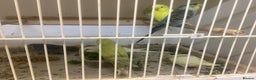 Budgerigars birds for sale: New baby budgies - Advert 7