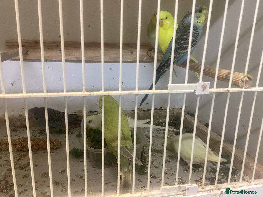 Budgerigars birds for sale: New baby budgies - Advert 7